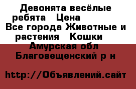 Девонята весёлые ребята › Цена ­ 25 000 - Все города Животные и растения » Кошки   . Амурская обл.,Благовещенский р-н